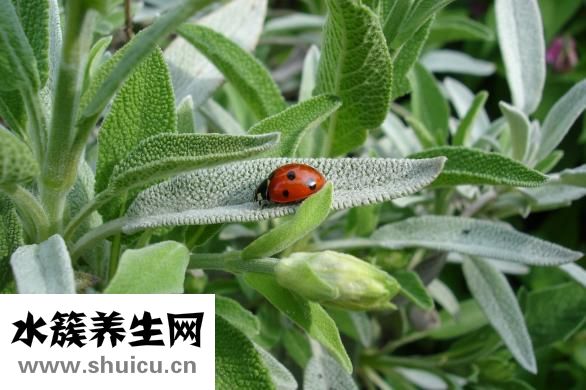 头孢的作用（头孢的功效与作用及禁忌症）