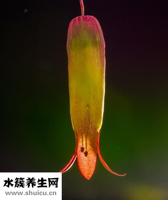 田七和三七一样吗