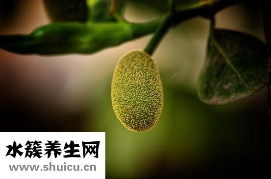 减肥食谱大全
