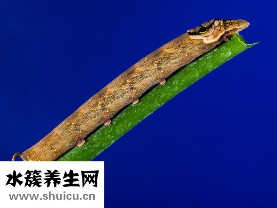 香蕉的营养成分