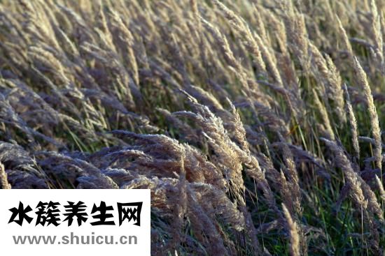 上火会流鼻血吗