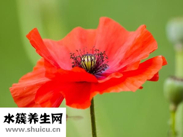 孕妇可以吃鸭脖吗