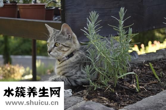 松花粉的价格