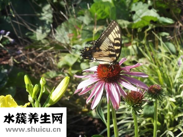 虾爬子怎么做好吃