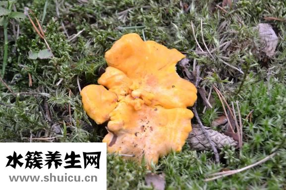 三七的正确吃法