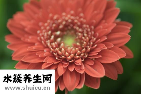 各种茶的作用与功效