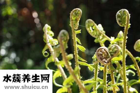 感冒清热冲剂