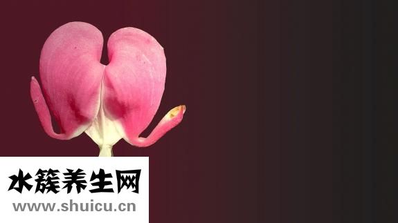 上环的危害（上环手术的危害）