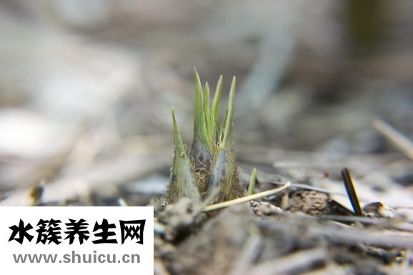 鲜竹笋怎么处理