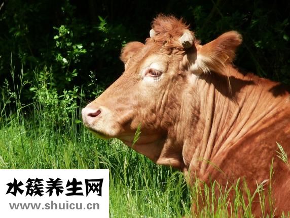 脂必泰胶囊