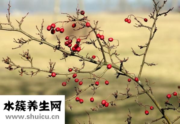 山楂的副作用