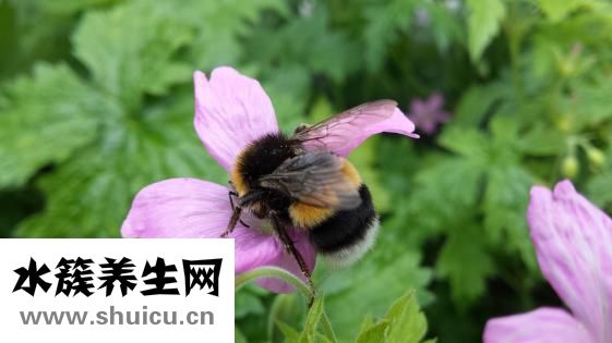 牙源性上颌窦炎（牙源性上颌窦炎图片）