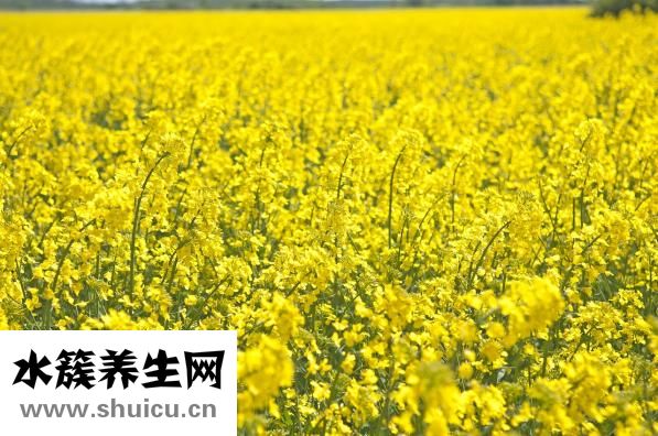 亚麻籽油如何食用