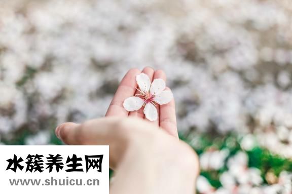 婴儿玫瑰疹