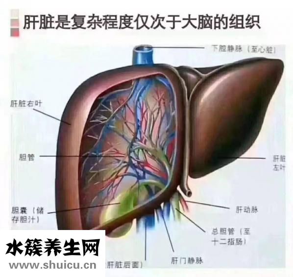 什么是蜘蛛痣图片