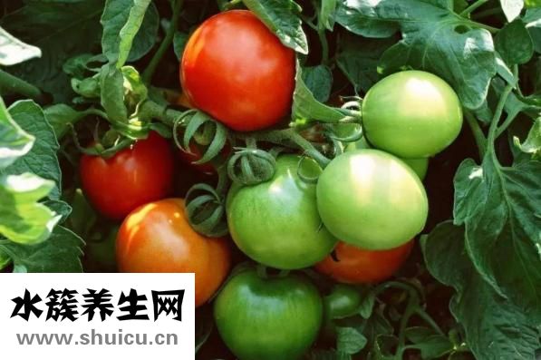 吃草莓可以减肥吗