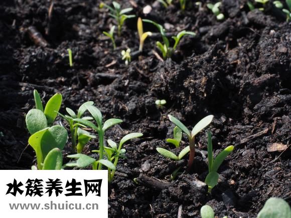 怎样炸汤圆