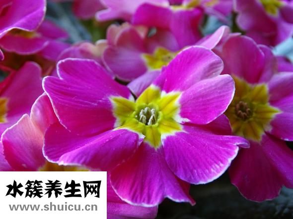 过敏了吃什么药