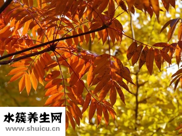 小儿荨麻疹（小儿荨麻疹的发病原因和治疗方法）