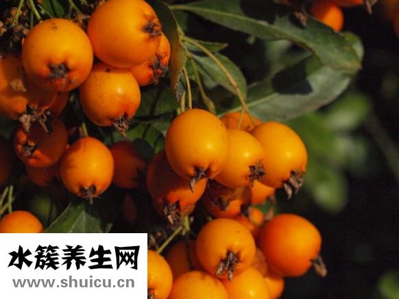 山楂的副作用