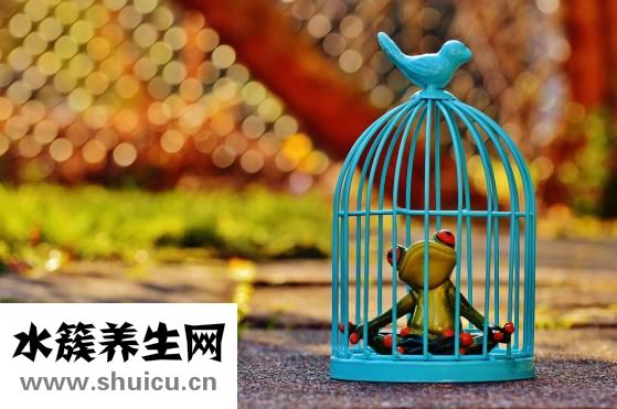 低热量食物排行榜