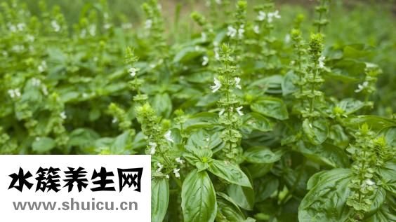 幽门螺旋杆菌危害