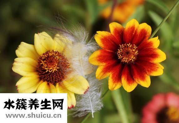 幽门螺旋杆菌危害
