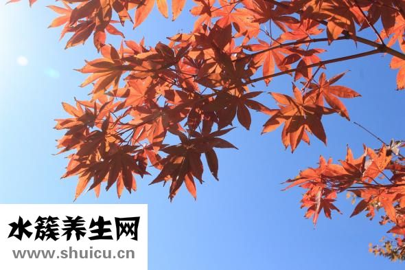 麻杏石甘汤