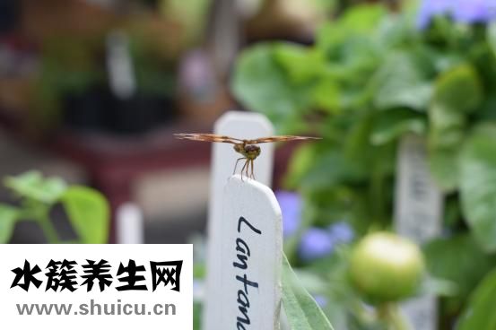 孕妇可以吃枇杷