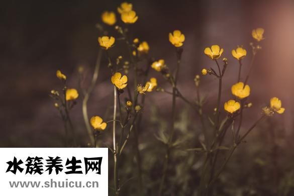 玫瑰痤疮怎么治疗