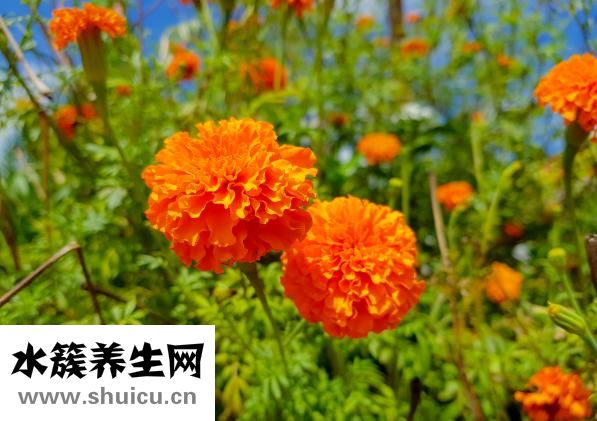 养生茶女人喝什么好