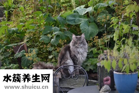 硝酸纤维素膜
