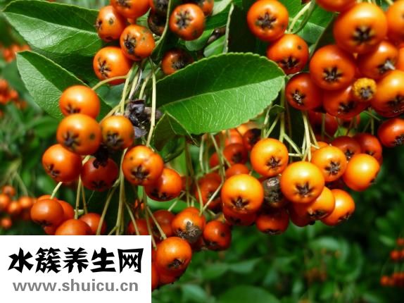 沙棘的作用