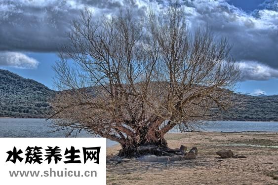 五指毛桃根
