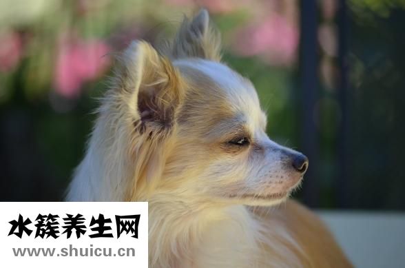婴幼儿配方奶粉