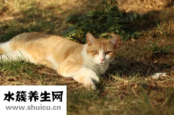 鼻头肥大矫正