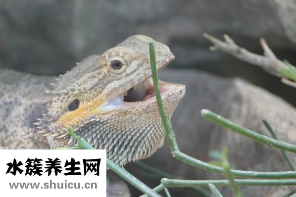 蚬子煮多久能熟
