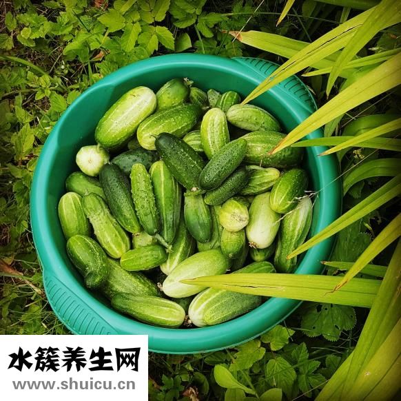 西葫芦蒸饺