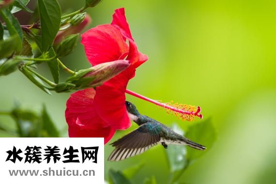 细小的症状有哪些