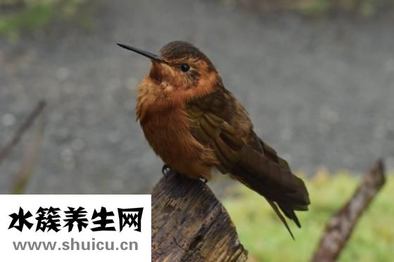 怎么头发种植