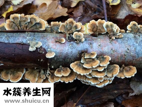 高蛋白的食物