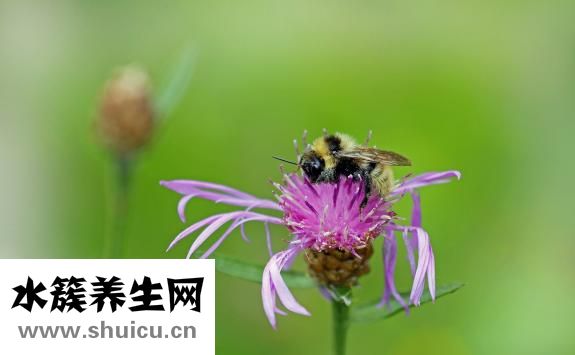 粘液性肿瘤（粘液性肿瘤形成的原因你知道吗）