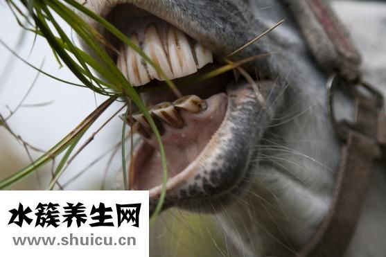 下颚关节炎