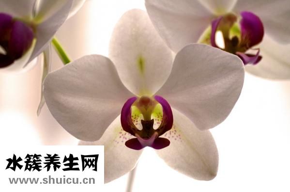 胰腺炎是什么
