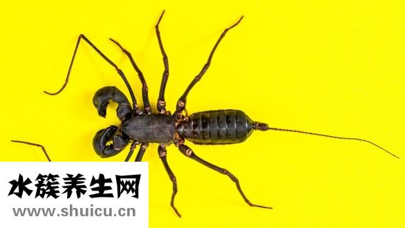 蚬子煮多久能熟