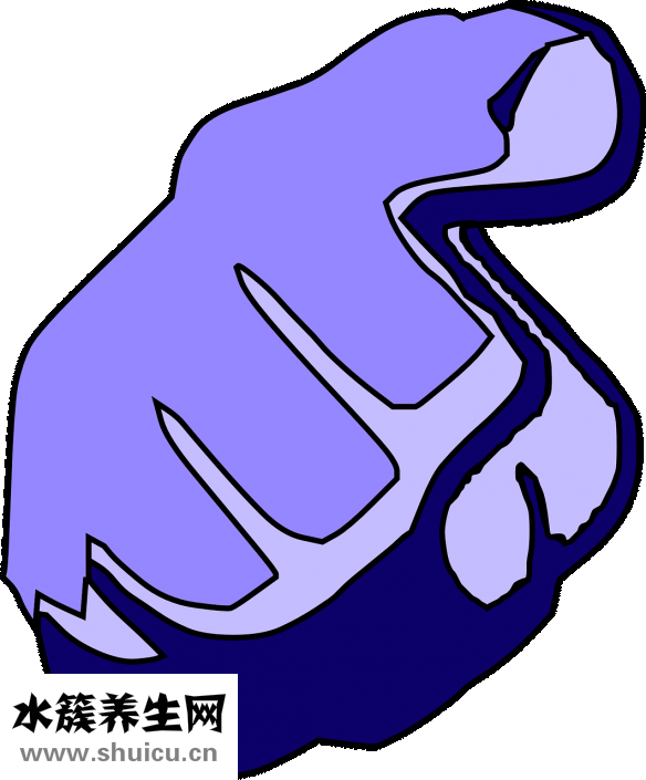 无名指下有竖纹
