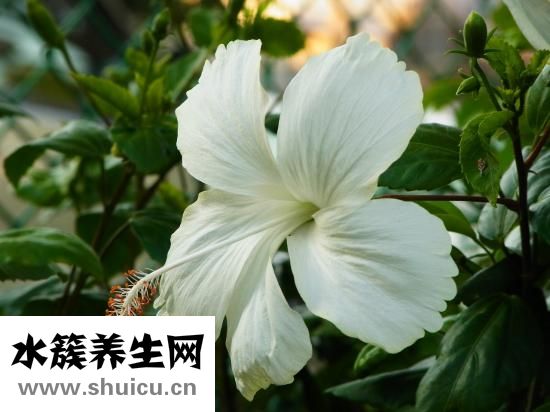 超声刀美容