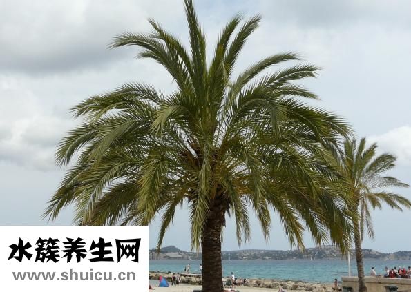 视黄醇棕榈酸酯
