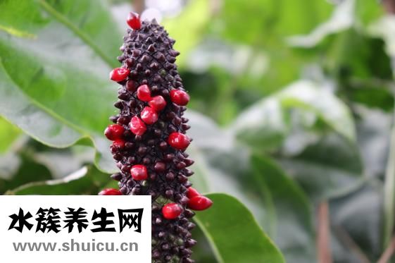 维他命的功效与作用