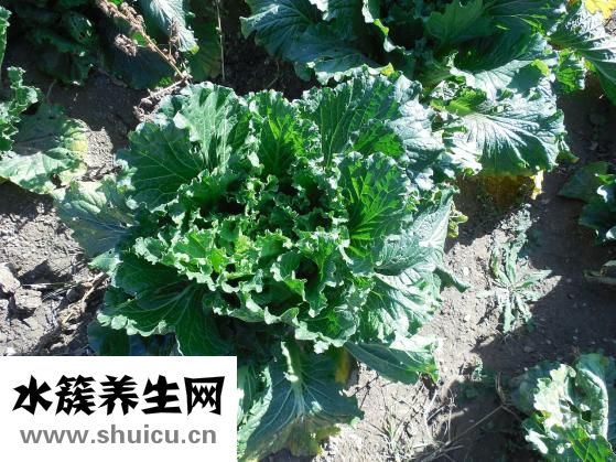 豌豆煮多长时间能熟